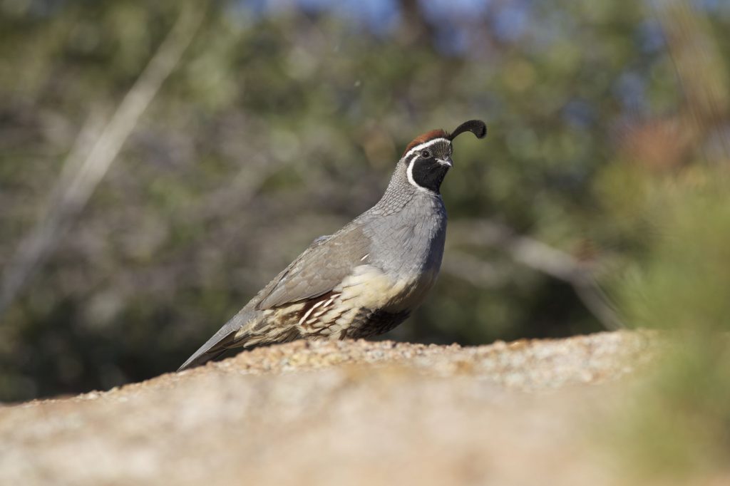 Desert Quail 2018 Traveling Wingshooter Retriever Journal