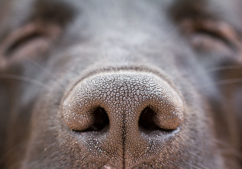dog nose of labrador retriever