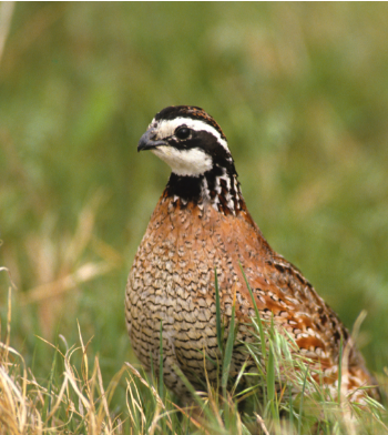 bobwhite