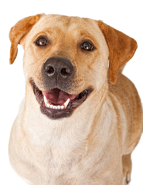 canstockphoto4338948