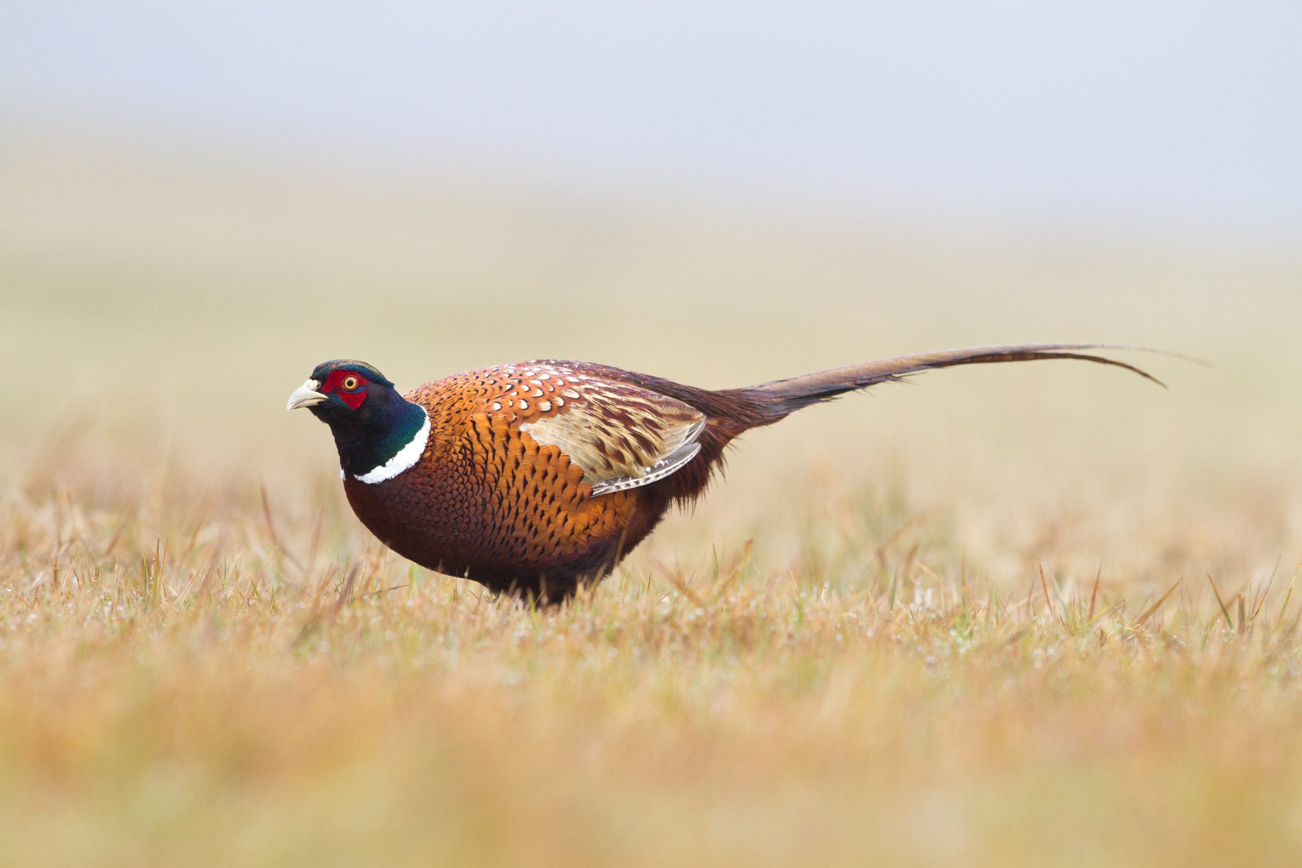 Ring-Necked Pheasant  Missouri Department of Conservation