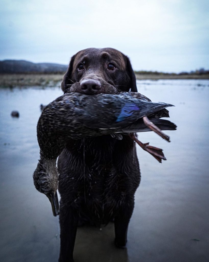 Ducks Unlimited Reminds Hunters 