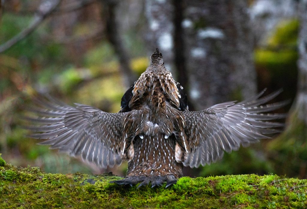 2024 Upland Gamebird Hunting Forecast