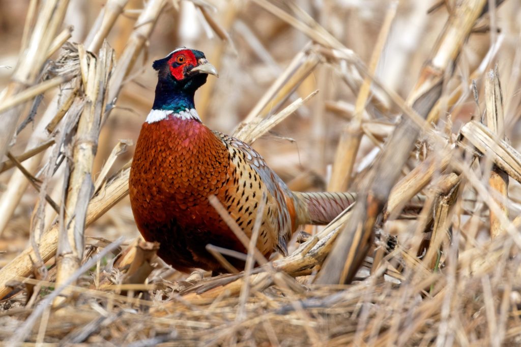 Update: 2024 Upland Gamebird Hunting Forecast