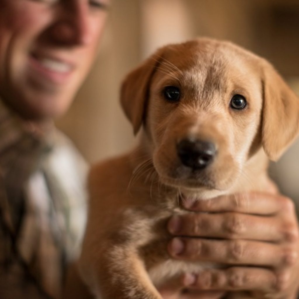 Excerpt: 18 Puppy Fast Facts