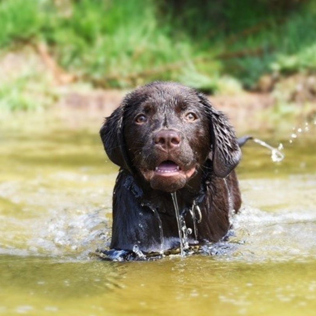 Do It Yourself Duck Dog: No-Go for H2O
