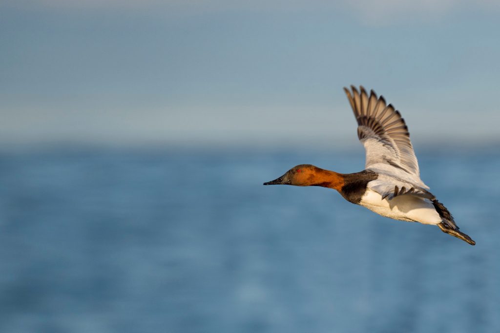 Waterfowling North America: Déjà vu…All Over Again