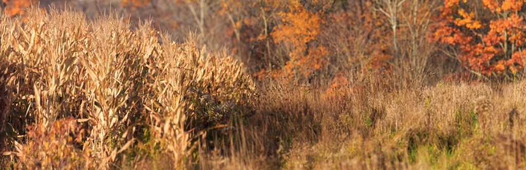 2026 Upland Gamebird Hunting Forecast