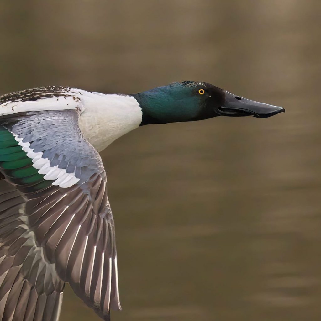 Waterfowling North America: Water Good, Ducks Not So Much