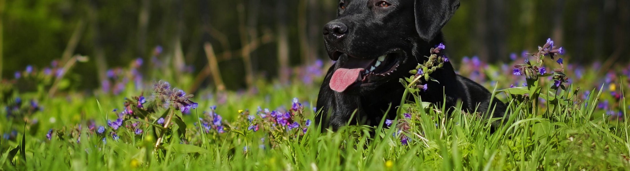 Allergies Get Your Dog Off the Steroids Retriever Journal