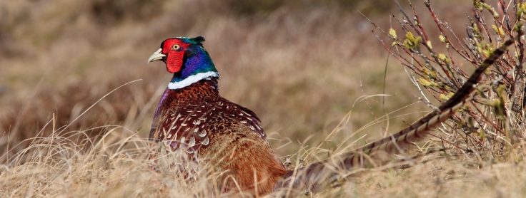 Ring-necked Pheasant  Oklahoma Department of Wildlife Conservation